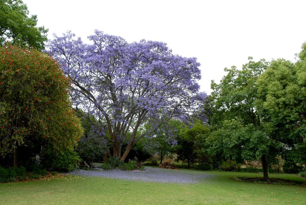 Longtom Farm Guesthouse Lydenburg Dış mekan fotoğraf